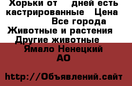   Хорьки от 35 дней есть кастрированные › Цена ­ 2 000 - Все города Животные и растения » Другие животные   . Ямало-Ненецкий АО